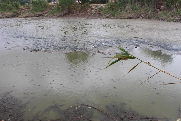 Gölet kurudu; kalan balıklar belli bir noktaya birikti