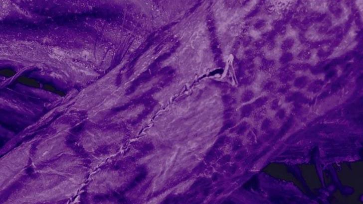 2 bin 500 yıllık mumyada dövme olduğu tespit edildi