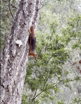 Osmaniye’de çam ağacındaki ekmeği alan sincap görüntülendi