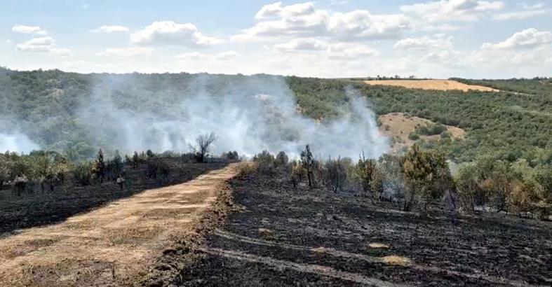 Tekirdağ'da çıkan orman yangını, 1 saatte kontrol altına alındı