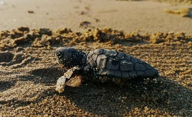 Kuşadası'nda yılın ilk caretta caretta yavruları sürpriz yuvadan çıktı