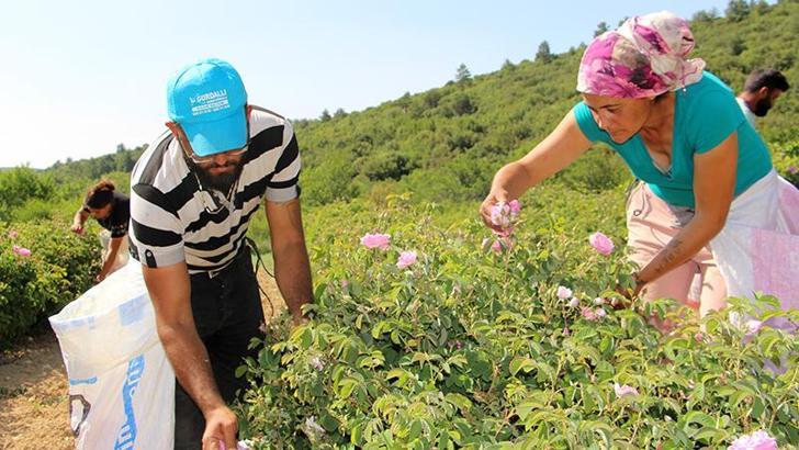 Zirai don gülü vurdu, rekolte yüzde 30 azaldı