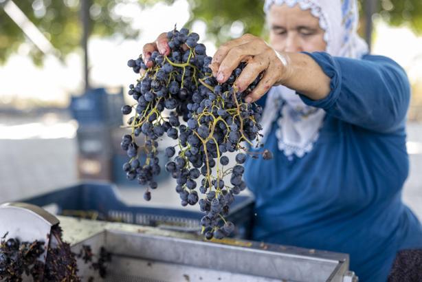 Üreticiye üzüm sıkma makinesi desteği
