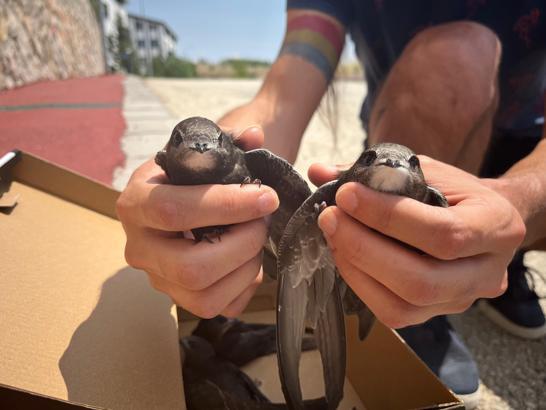 Tedavi edilen ebabiller doğaya salındı