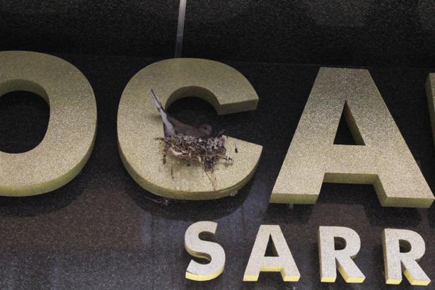 Kumru, sarrafın tabelasına yuva yaptı