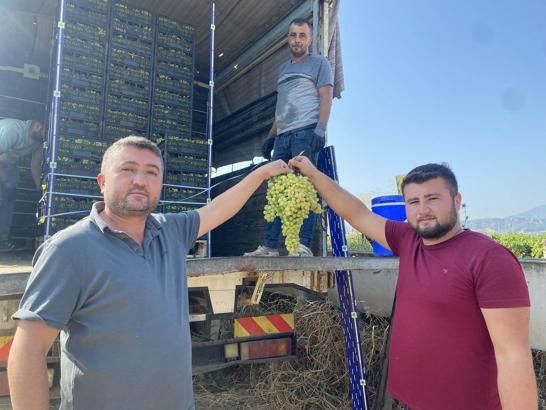 Alaşehir'de üzüm ihracatı başladı