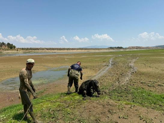 Bataklığa saplanan 2 katır ile sahibini itfaiye ve jandarma kurtardı