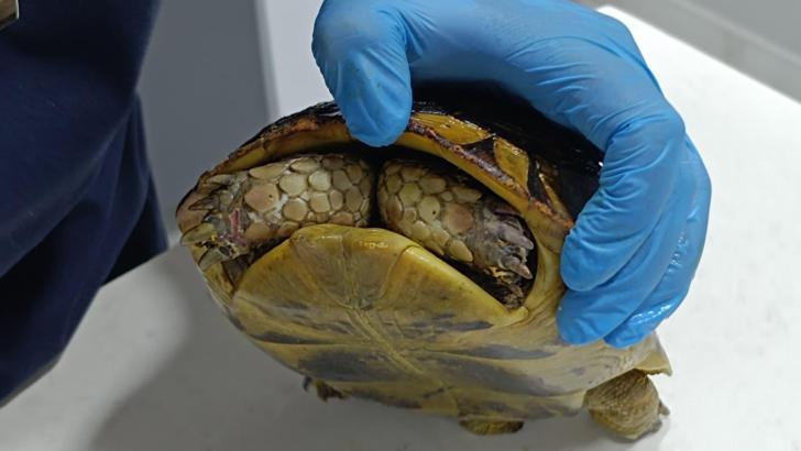 Yangında kurtarılan kaplumbağa, travma nedeniyle kabuğundan çıkmıyor