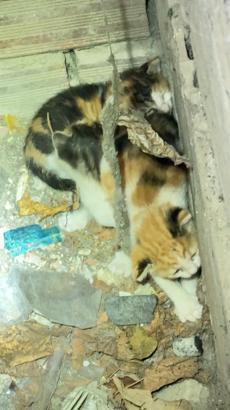 İstanbul - Avcılar'da havalandırma boşluğuna düşen yavru kedileri itfaiye kurtardı