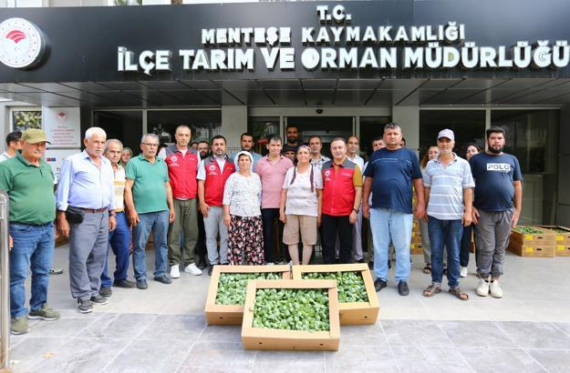 Muğla'da kışlık sebze üretimine fideli destek