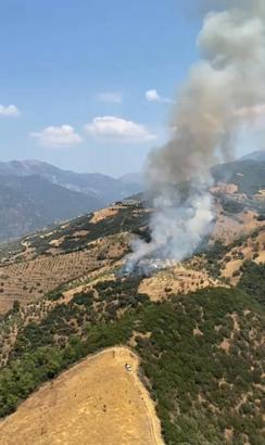 Aydın'da zeytinlik yangını