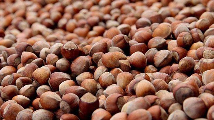 2025-2026 sezonu kabuklu fındık alım fiyatları belirlendi