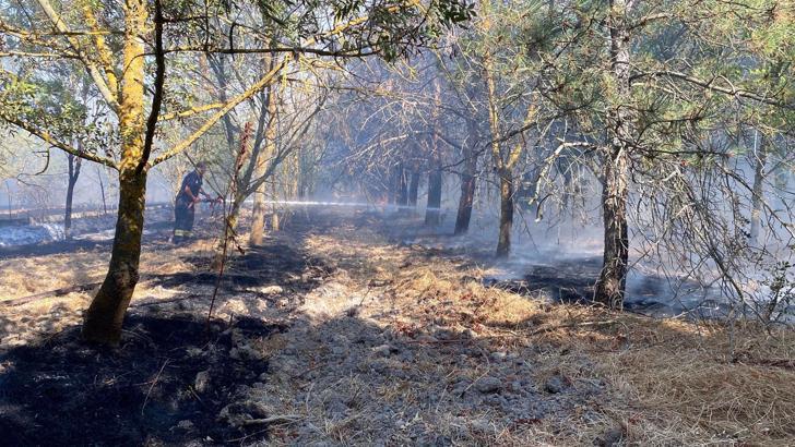 Tekirdağ'daki anız yangını ormana sıçradı; kontrol altında