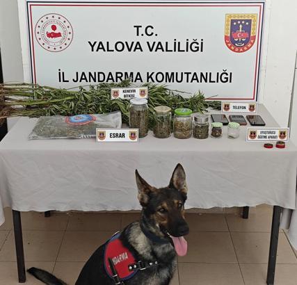 Yalova'da yasa dışı kenevir eken 3 şüpheli adli kontrol şartıyla serbest