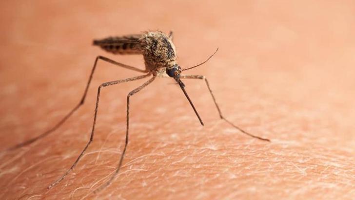 Çin’de 'chikungunya' virüsü alarmı