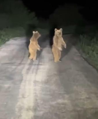 Köy yoluna inen yavru ayılar kamerada