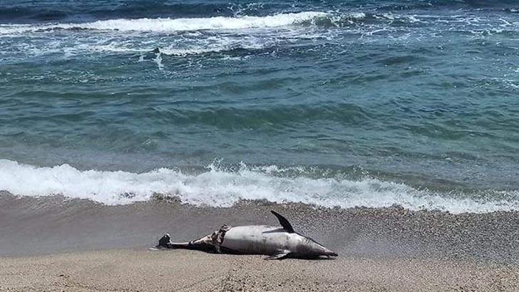 Tekirdağ'da kıyıya ölü yunus vurdu