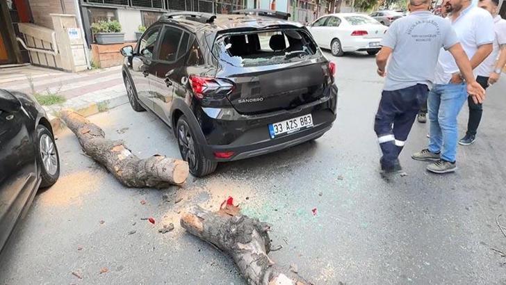 Avcılar'da kökü kuruyan ağaç park halindeki otomobilin üzerine devrildi