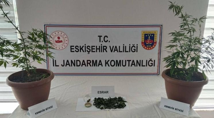 Balkonunda kenevir yetiştiren şüpheli yakalandı