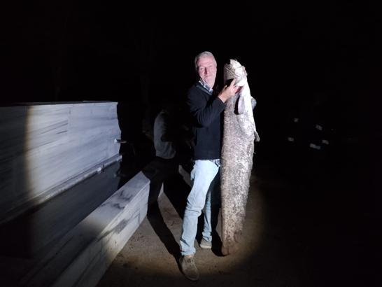 Oltasına 40 kiloluk yayın balığı takıldı