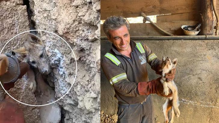 Kaya çatlağına sıkışan tilkiyi işçiler kurtardı
