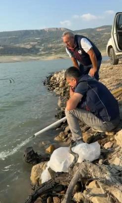 Kemer Barajı'na 600 bin adet sazan yavrusu bırakıldı