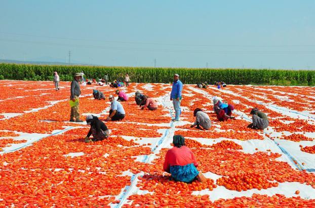 Manisa'da kurutulan domatesler, 34 ülkeye ihraç ediliyor