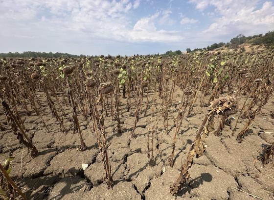 Edirne'de ayçiçeğini kuraklık vurdu