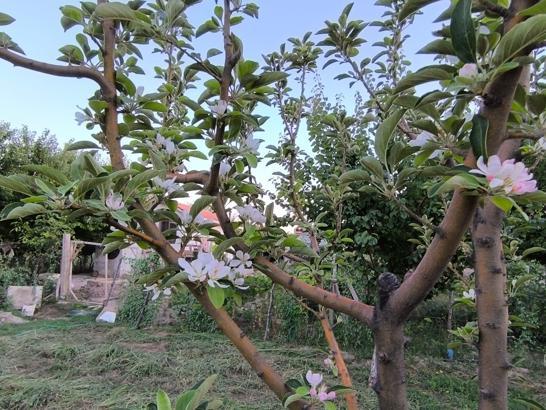 Ağustos ayında elma ağacı çiçek açtı