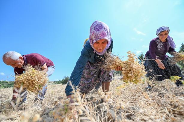 Atalık tohumlar geleceğe taşınıyor