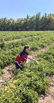 Niğde’de hasat öncesi pestisit denetimi