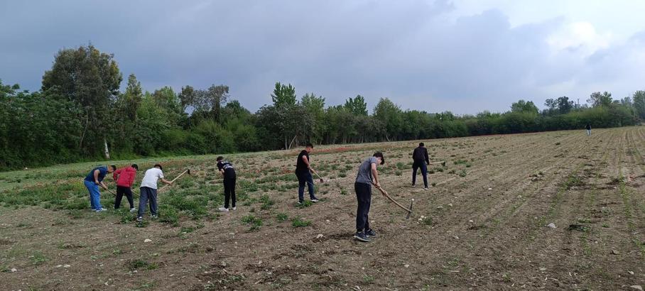 Tarım lisesinde hasat heyecanı