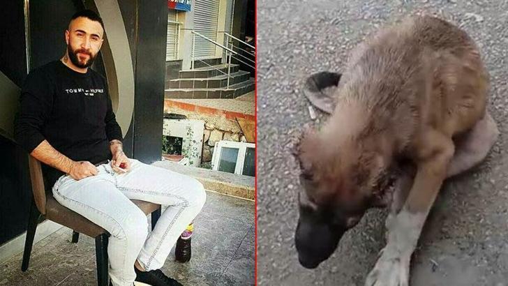 Köpeğin kulağını kesip, işkence yapan şüpheli tutuklandı