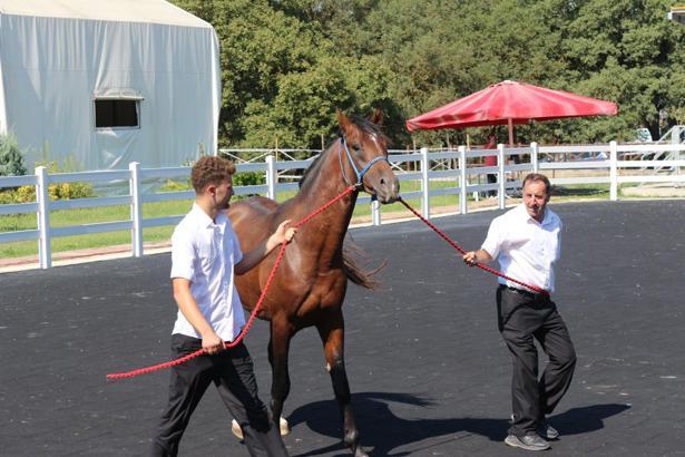 TİGEM’in en yüksek bedelli tayı ‘e-satış’ ile alıcı buldu