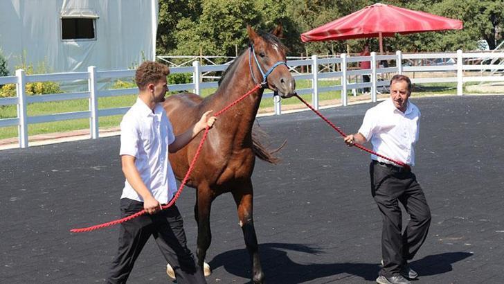 TİGEM’in en yüksek bedelli tayı ‘e-satış’ ile alıcı buldu