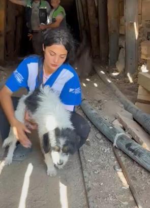 Alevlerden kaçıp 7 yavrusuyla maden ocağına sığınmış