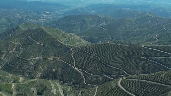 İzmir'de 5 yıl önce yanan orman, dikilen fidanlarla yeniden yeşerdi