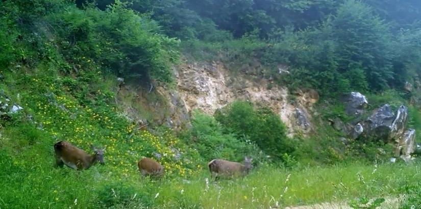 Dişi kızılgeyikler fotokapanla görüntülendi