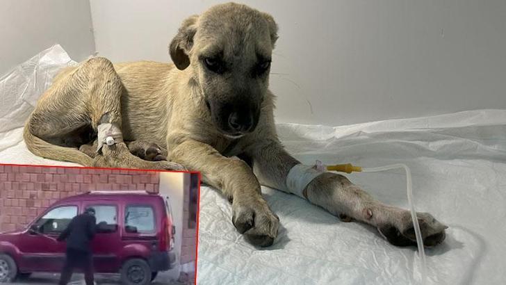 Sopalı şiddetten 'Mucize'ye