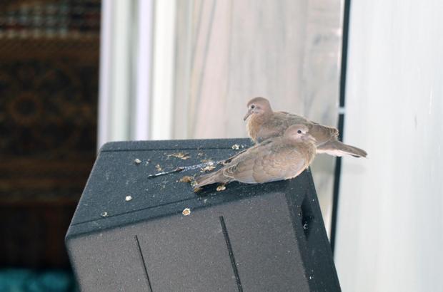 Camideki yavru kumrular ilgi odağı oldu