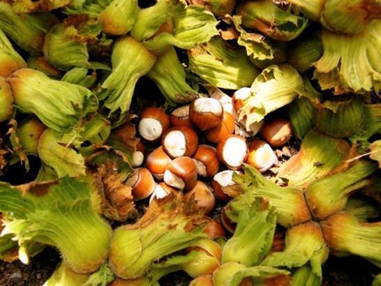 Samsun’da fındık hasadı 9 Ağustos’ta başlıyor