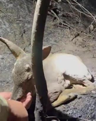 Çanakkale’deki yangında ekipler, yaralı bulunan yavru ceylana su içirdi