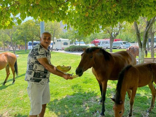 Yılkı atları kent merkezine indi, pazarcılar kavun ve karpuz ile besledi