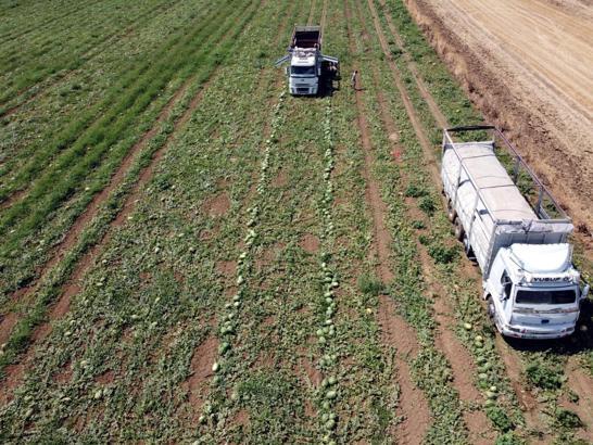 Tekirdağ'da Türkmenli Göleti'nde su seviyesi düştü, karpuz ekimi azaldı