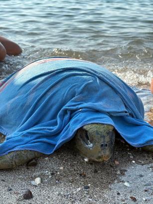 Muğla’da tekne pervanesi çarpan caretta carettayı sahil güvenlik kurtardı