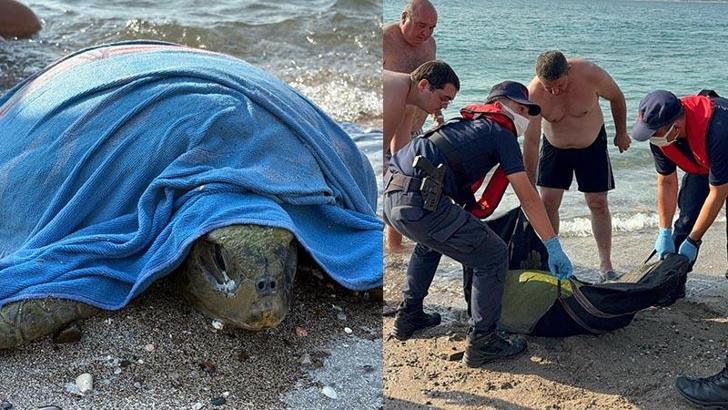 Muğla’da tekne pervanesi çarpan caretta carettayı sahil güvenlik kurtardı