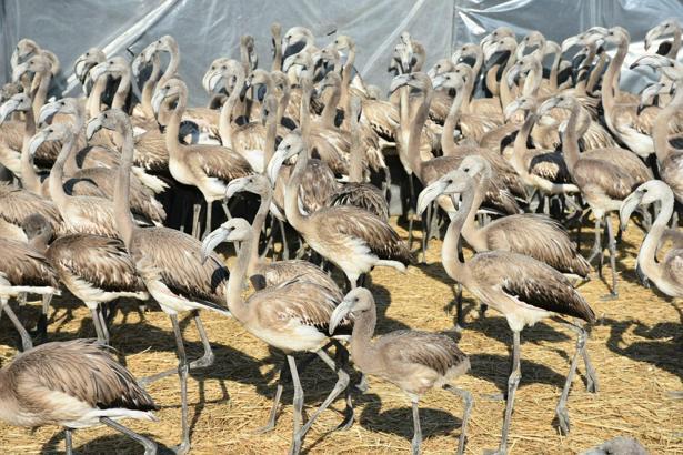 İzmir'de halkalanan yavru flamingolar takip edilecek