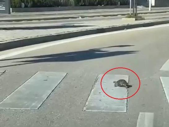 Yaya geçidinden geçen kaplumbağa, kamerada