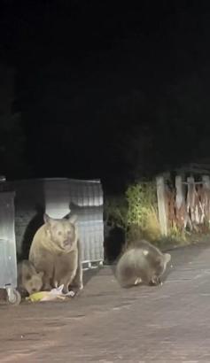 Anne ayı ile 3 yavrusu karınlarını doyururken görüntülendi