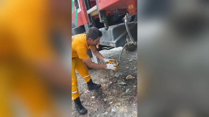 Orman yangınında alevlerden etkilenen kaplumbağa kurtarıldı